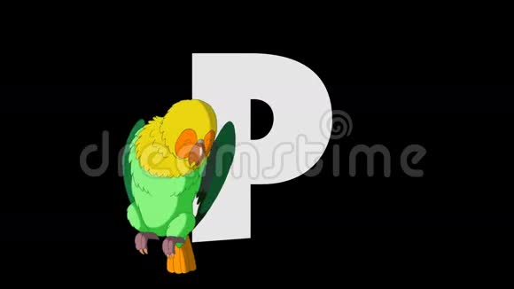 字母P和鹦鹉前景视频的预览图