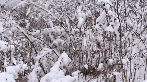 冬天茂密的松林覆盖着大雪视频的预览图