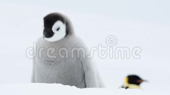 南极洲冰天雪地上的企鹅皇帝雏鸟视频的预览图