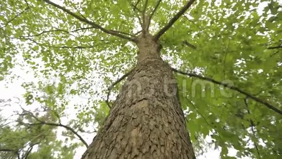 树冠树底景大树有叉枝老大树橡树垂直全景特写视频的预览图