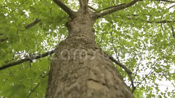 树冠树底景大树有叉枝老大树橡树垂直全景特写视频的预览图