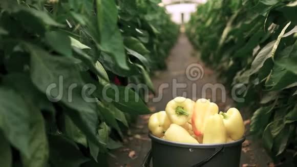 有机农场的蔬菜收获视频的预览图