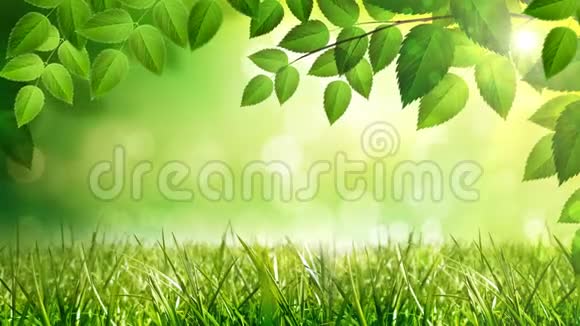 阳光明媚的背景与自然树枝绿叶在森林与阳光视频的预览图