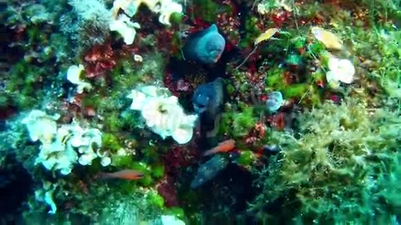 在西班牙马洛卡水下潜水三条海鳗视频的预览图