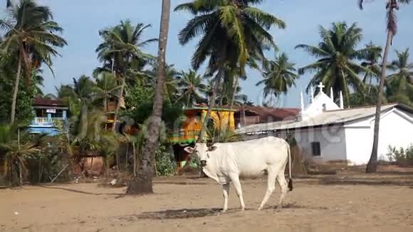 印度的牛视频的预览图