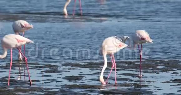 纳米比亚沃尔维斯湾RosyFlamingo殖民地视频的预览图