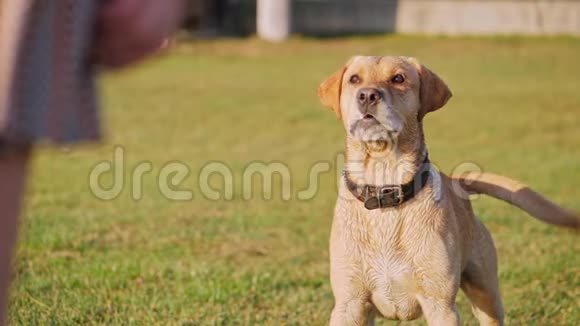 狗叫摇尾巴可爱的狗在绿草上视频的预览图