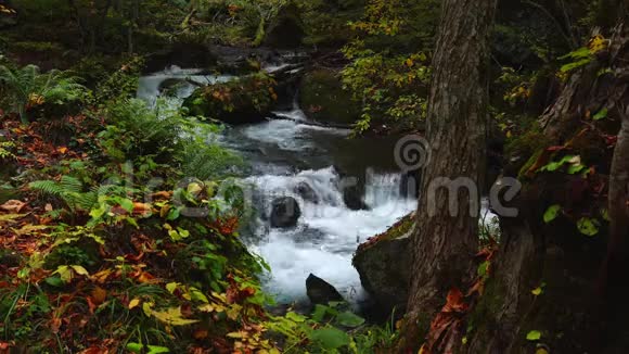 美丽的景色在秋天森林的色彩斑斓的树叶中的奥拉西山溪流视频的预览图