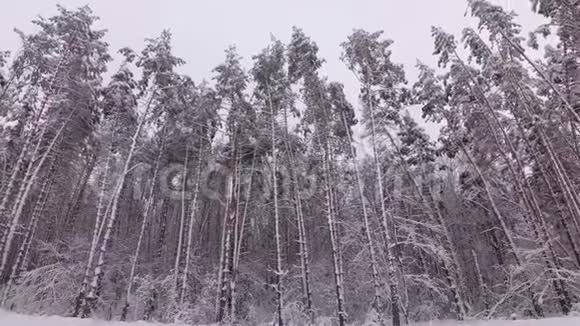 白雪覆盖的松林视频的预览图