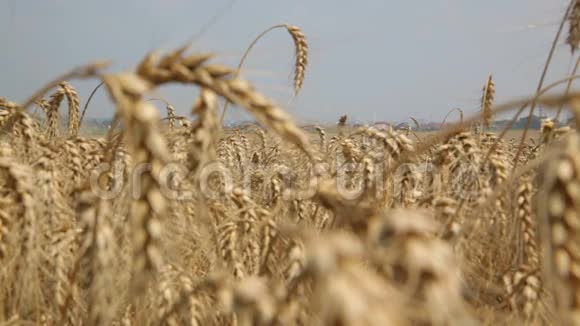 成熟的黑麦田背景田间的大麦视频的预览图