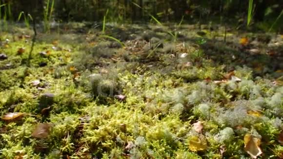 秋天欧洲森林的景色视频的预览图