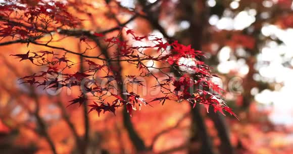 秋日在京都亚马西纳区的Bishamondou拍摄的红叶视频的预览图