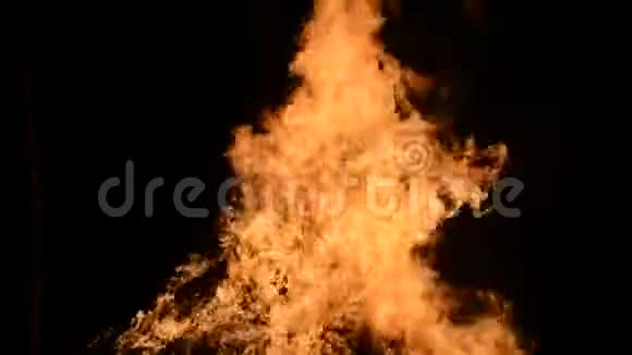 冬夜白桦林中大量篝火视频的预览图