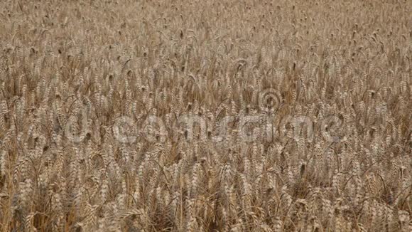 成熟的黑麦田背景田间的大麦视频的预览图