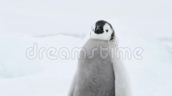 南极洲冰天雪地上的企鹅皇帝雏鸟视频的预览图