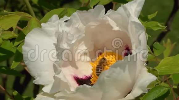 蜜蜂收集花蜜视频的预览图
