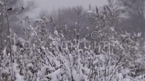 冬天茂密的松林覆盖着大雪视频的预览图