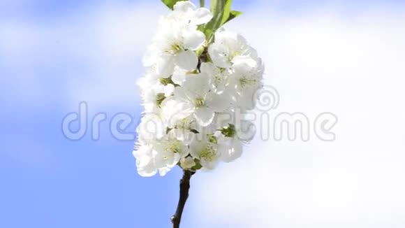 一棵树上的白色花朵映衬着蓝天视频的预览图