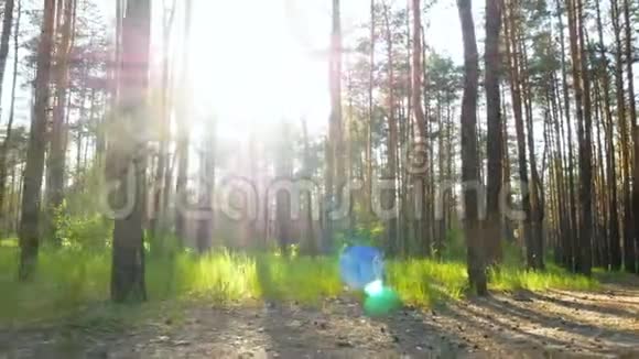 大自然绿林落日视频的预览图