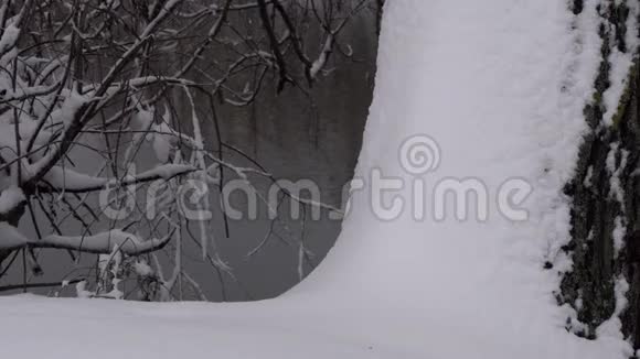 冬天茂密的松林覆盖着大雪视频的预览图