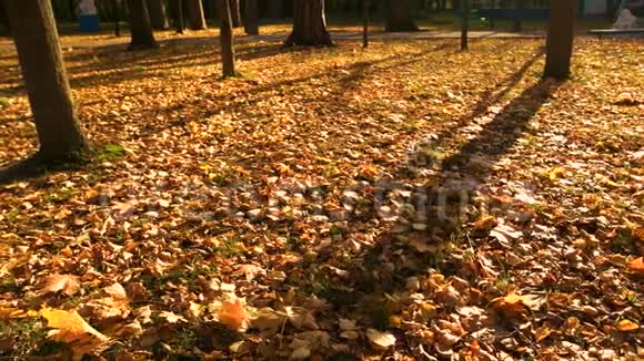 夕阳下五彩缤纷的秋天公园视频的预览图