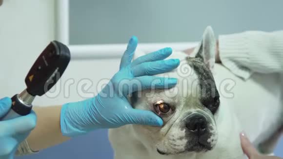 兽医眼科医生检查狗的眼睛视频的预览图