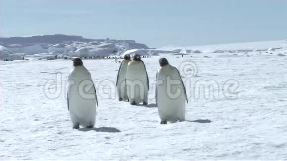 帝企鹅走路视频的预览图
