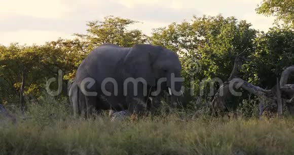非洲大象在莫雷米博茨瓦纳野生动物视频的预览图