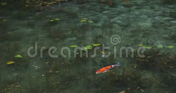 日本岐阜美丽的绿色池塘里游泳鲤鱼视频的预览图