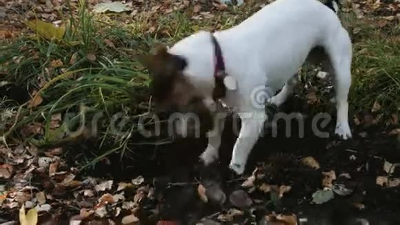 犬种杰克罗素在公园散步视频的预览图