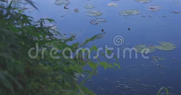 日本岐阜美丽的绿色池塘视频的预览图