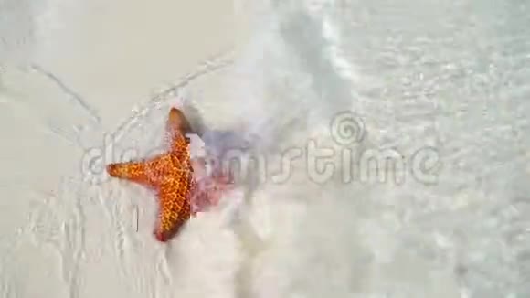 带红海星的热带白沙清澈的海水视频的预览图