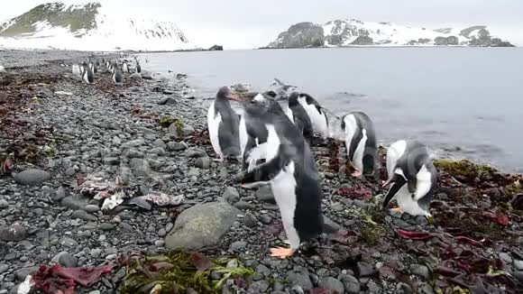 南极洲的山景视频的预览图