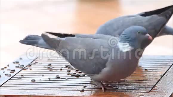 鸽子大的鸽子喂鸟的食物冬天视频的预览图