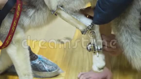 一只破爪子的狗在兽医诊所里视频的预览图