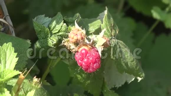 花园里的树莓视频的预览图