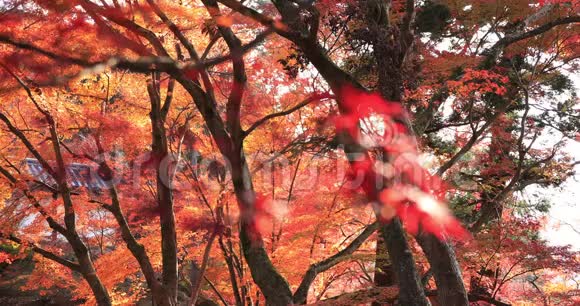 秋日在京都亚马西纳区的Bishamondou拍摄的红叶视频的预览图