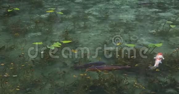 日本岐阜美丽的绿色池塘里游泳鲤鱼视频的预览图
