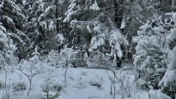 童话中的冬林视频的预览图