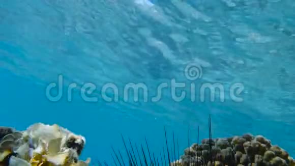 红海鱼背景视频的预览图