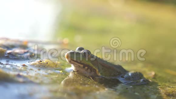 沼泽里池塘里的绿蛙拉娜埃斯古丽塔青蛙在水中对自然的影响动物野生概念生活方式视频的预览图
