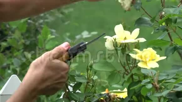 双手合拢用剪刀修剪黄玫瑰视频的预览图