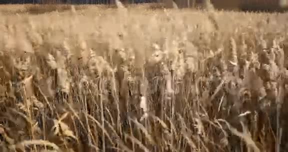 黑麦田野的耳朵在秋天的海滩景观视频的预览图