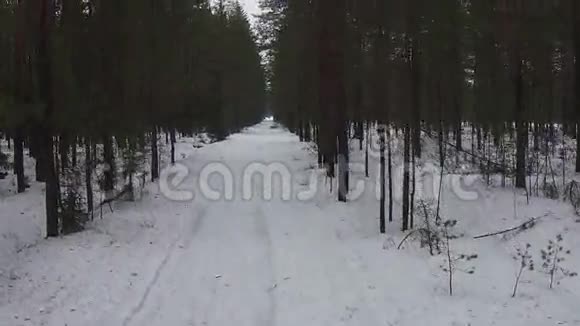 在冬季森林的空中飞行视频的预览图
