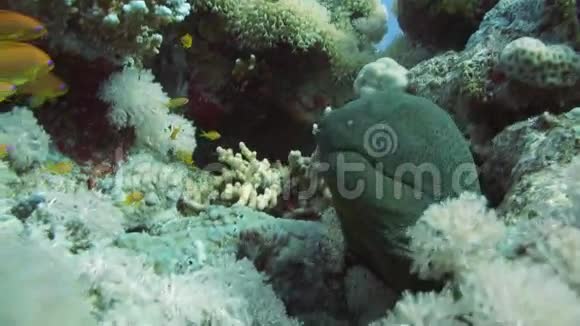 红海巨鳝视频的预览图