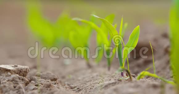 农田耕地种植作物视频的预览图