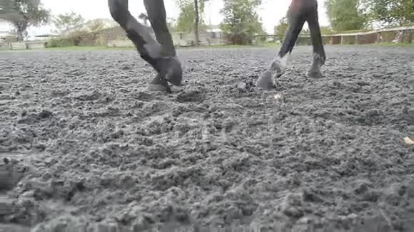 马脚在沙滩上行走在农场的鬃毛处双腿紧贴在潮湿泥泞的地面上下文视频的预览图