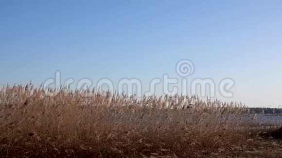 湖上芦苇的美丽景色视频的预览图