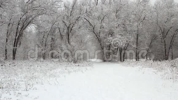 冬天公园里下雪视频的预览图