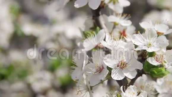 杏花春暖蜂花视频的预览图
